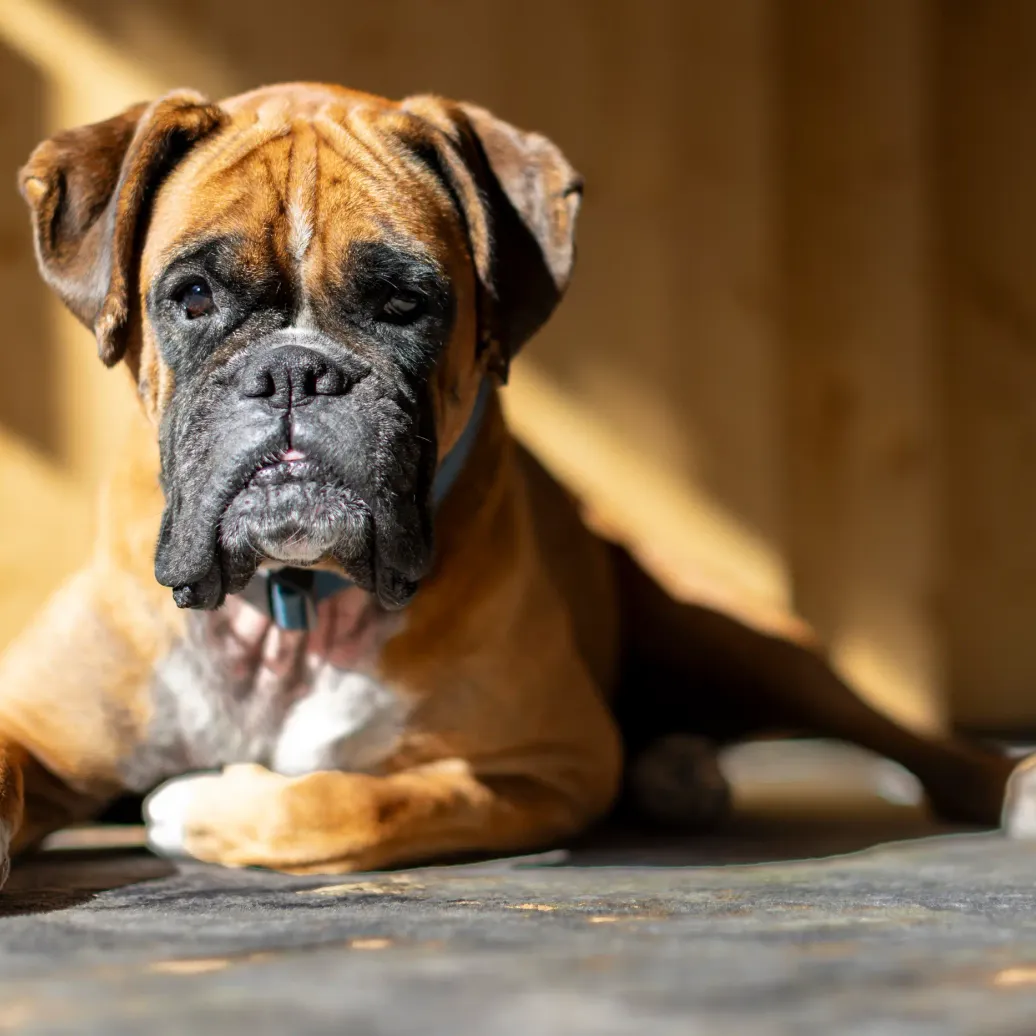 Chien de type boxer allongé sur une surface en béton avec des motifs d'ombre en arrière-plan