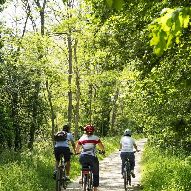 Quatre personnes font du vélo sur un chemin de terre entouré d'arbres et de végétation verte