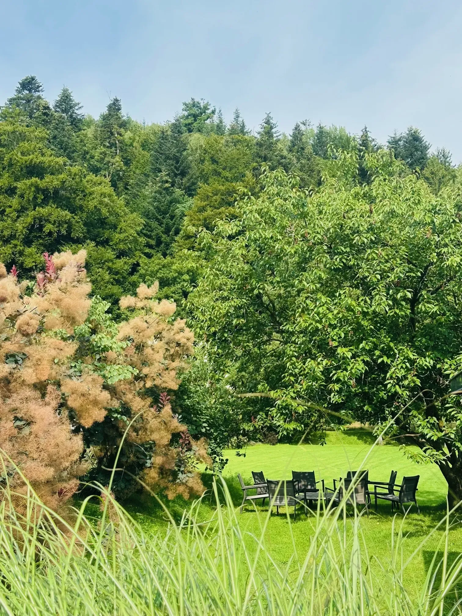 Un jardin avec des arbres et des buissons, des chaises disposées sur une pelouse et des herbes hautes au premier plan