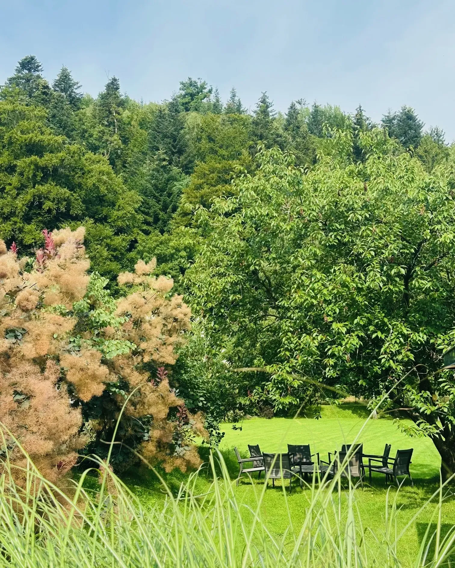 Un jardin avec des arbres et des buissons, des chaises disposées sur une pelouse et des herbes hautes au premier plan